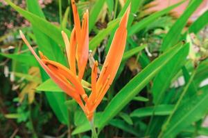 amarillo flores heliconia psitácoro o loro pico, perico flor, loro flor, loro plátano, falso AVE del Paraiso decorativo en el jardín foto