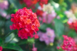 Lantara camara flower blooming in the garden photo