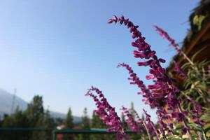 Fresh floral texture with Salvia leucantha 'Purple Velvet' flowers blooming in the park, green background. photo