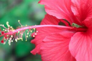 hibisco rosa-sinensis. esta es un tropical hojas perennes planta con rosado flores y verde hojas durante el soleado día. foto