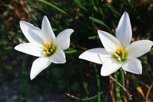 Zephyranthes candida flowers, with common names autumn zephyrlily, white windflower, white rain lily, Peruvian swamp lily. Macro white flower photo