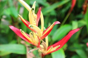 Yellow flowers Heliconia psittacorum or parrot's beak, parakeet flower, parrot's flower, parrot's plantain, false bird-of-paradise decorative in the garden photo