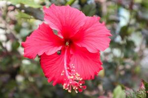 Hibiscus rosa-sinensis. This is a tropical evergreen plant with pink flowers and green leaves during the sunny day. photo