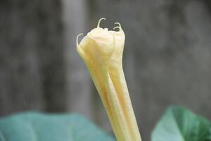 datura wrightii, comúnmente conocido como sagrado datura, es un venenoso perenne planta especies y ornamental flor de el familia solanáceas foto