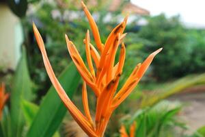 Yellow flowers Heliconia psittacorum or parrot's beak, parakeet flower, parrot's flower, parrot's plantain, false bird-of-paradise decorative in the garden photo