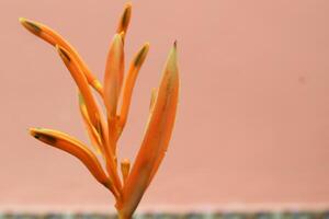 Yellow flowers Heliconia psittacorum or parrot's beak, parakeet flower, parrot's flower, parrot's plantain, false bird-of-paradise decorative in the garden photo