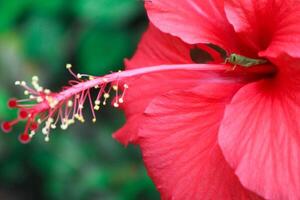 hibisco rosa-sinensis. esta es un tropical hojas perennes planta con rosado flores y verde hojas durante el soleado día. foto