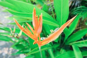 amarillo flores heliconia psitácoro o loro pico, perico flor, loro flor, loro plátano, falso AVE del Paraiso decorativo en el jardín foto