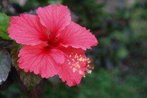 hibisco rosa-sinensis. esta es un tropical hojas perennes planta con rosado flores y verde hojas durante el soleado día. foto