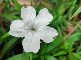 Close up white flowers of Waterkanon, Watrakanu, Minnieroot, Iron root, Feverroot, Popping pod on blur background. Scientific name Ruellia tuberosa photo