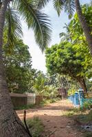 silhouettes of coconut trees palms against the blue sky of India photo