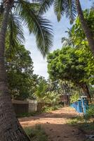 coconut trees palms against the blue sky of India photo