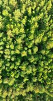 vertical video flight over the crowns of a young pine forest