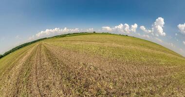 pequeno planeta transformação com curvatura do espaço. abstrato torção e fiação do esférico panorama entre verde Relva Campos dentro azul céu com nuvens video