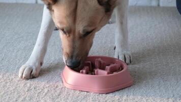 orange dog bowl filled with dog food, with a maze design in the shape of dog bones in order to slow down fast eaters. dog eating slowly video