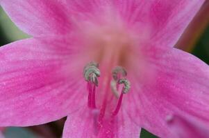 Pink Lady Flower Close-up  Of Anther And Filament photo