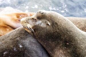 Close-up Sealion Resting Head Sleeping Monterey Bay photo