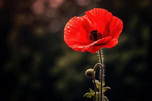 AI generated Red poppy flower. Generate Ai photo