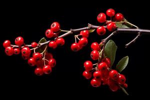 AI generated Red berries branch fall. Generate Ai photo