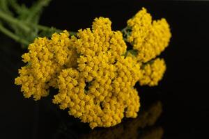 Yarrow Yellow Flowers Achillea Filipendulina photo