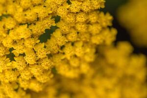 Yarrow Yellow Flowers Achillea Filipendulina photo