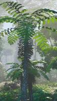 à l'intérieur une forêt tropicale couvert dans brillant vert mousse video