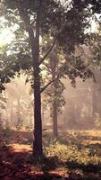 Rays of sunlight in a misty forest in autumn create a magical mood video