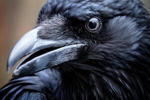 AI generated Raven closeup. Generate Ai photo