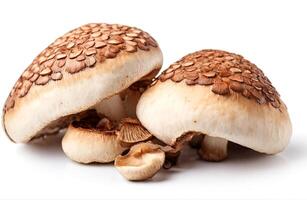 AI generated Shiitake mushroom, cut out on white background photo