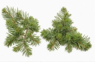 AI generated Leaves of pine tree, cut out on white background photo