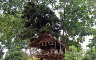 Nature tropical forest background. A house on the tree photo