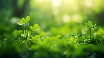 AI generated Lucky clover leaves for St. Patrick's Day. Banner with Irish clover leaves photo