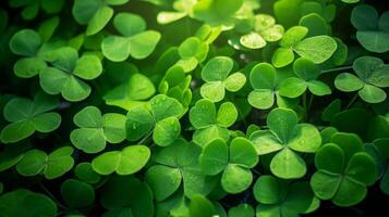 AI generated Lucky clover leaves for St. Patrick's Day. Banner with Irish clover leaves photo