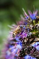 abeja aterrizado en púrpura y azul flor foto