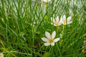 Small white flower of autumn zephyr lily Zephyranthes on the green garden. Photo is suitable to use for nature background, botanical poster and garden content media.