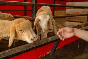 alimentación animal grupos oveja ovis Aries en el nacional granja el foto es adecuado a utilizar para granja póster y animal contenido medios de comunicación.