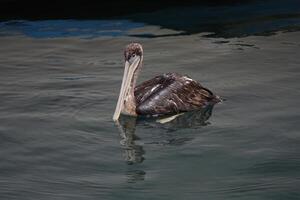 Brown Pelican Swiming In Monterey Bay California photo