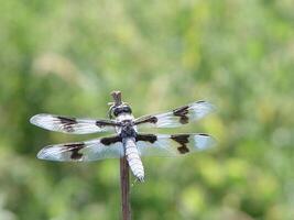 libélula con negro y blanco alas descansando en palo foto