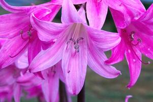 Tight Shot Of Pink Lady Flowers Blurred Background photo