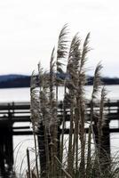 Pampas Grass With Dock And Bay In Background photo