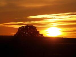 sunset over hill with canopy of oak tree photo