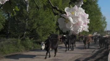 A herd of cows walks along a rural road in spring. Breeding cattle on a farm video