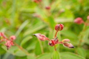 Small violet flower bud Granulosa tibouchina on the garden. Photo is suitable to use for nature background, botanical poster and garden content media.