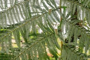 Textured and surface of Eagle fern Pteridium aquilinum green leaf. The photo is suitable to use botanical content media, environmental poster and nature background.