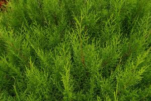 Texture green leaf background of the cupressus torulosa The photo is suitable to use for botanical background, nature poster and flora education content media.