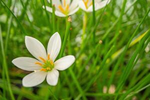 Small white flower of autumn zephyr lily Zephyranthes on the green garden. Photo is suitable to use for nature background, botanical poster and garden content media.
