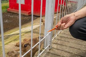 Mini zoo leisure activity feeding deer Cervidae on the garden park. The photo is suitable to use for nature animal background, zoo poster and advertising.