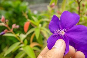 Small violet flower Granulosa tibouchina on the garden. Photo is suitable to use for nature background, botanical poster and garden content media.