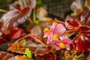 Little pink flower Begonia sparreana on the green garden. Photo is suitable to use for nature background, botanical poster and garden content media.