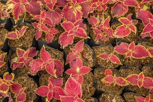 lote de rojo hoja miana, iler coleo scutellarioides en parque como decorativo planta. el foto es adecuado a utilizar para botánico fondo, naturaleza póster y flora educación contenido medios de comunicación.